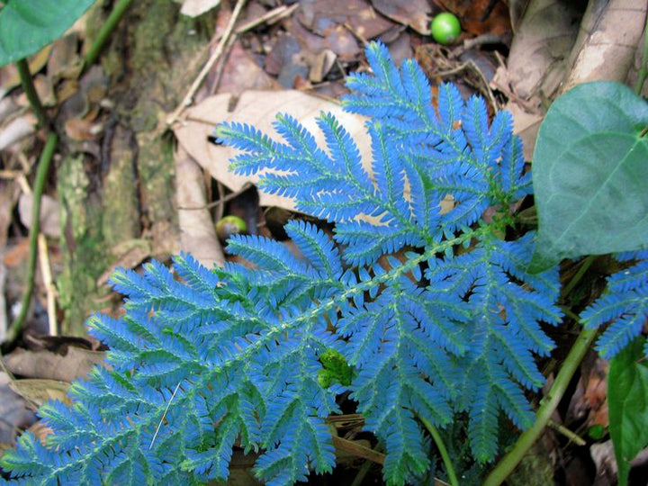 Blue Fern Seeds for Planting – Heirloom, Non-GMO, Colorful Display, High Germination Organic Garden Seeds