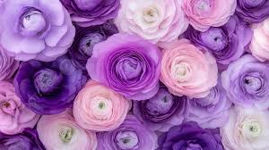 Purple White Ranunculus Flower Seeds for Planting – Hardy Variety, Heirloom & Non-GMO Seeds for Home Garden, 100pcs