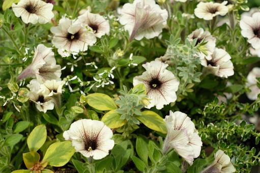 Cream Petunia Flower Seeds for Planting – Heirloom, Non-GMO, Hardy High Germination Blooms