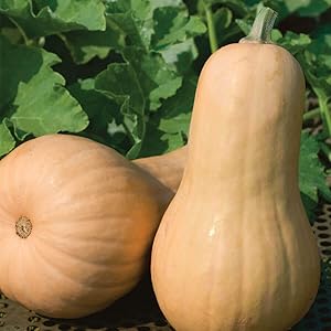 Brown Gourd Seeds – Heirloom Non‑GMO Edible & Ornamental Vegetable Garden Seeds for Planting, Organic Garden Seeds