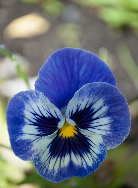 Blue White Pansy Flower Seeds for Planting – Heirloom, Non-GMO, High Germination Organic Garden Seeds