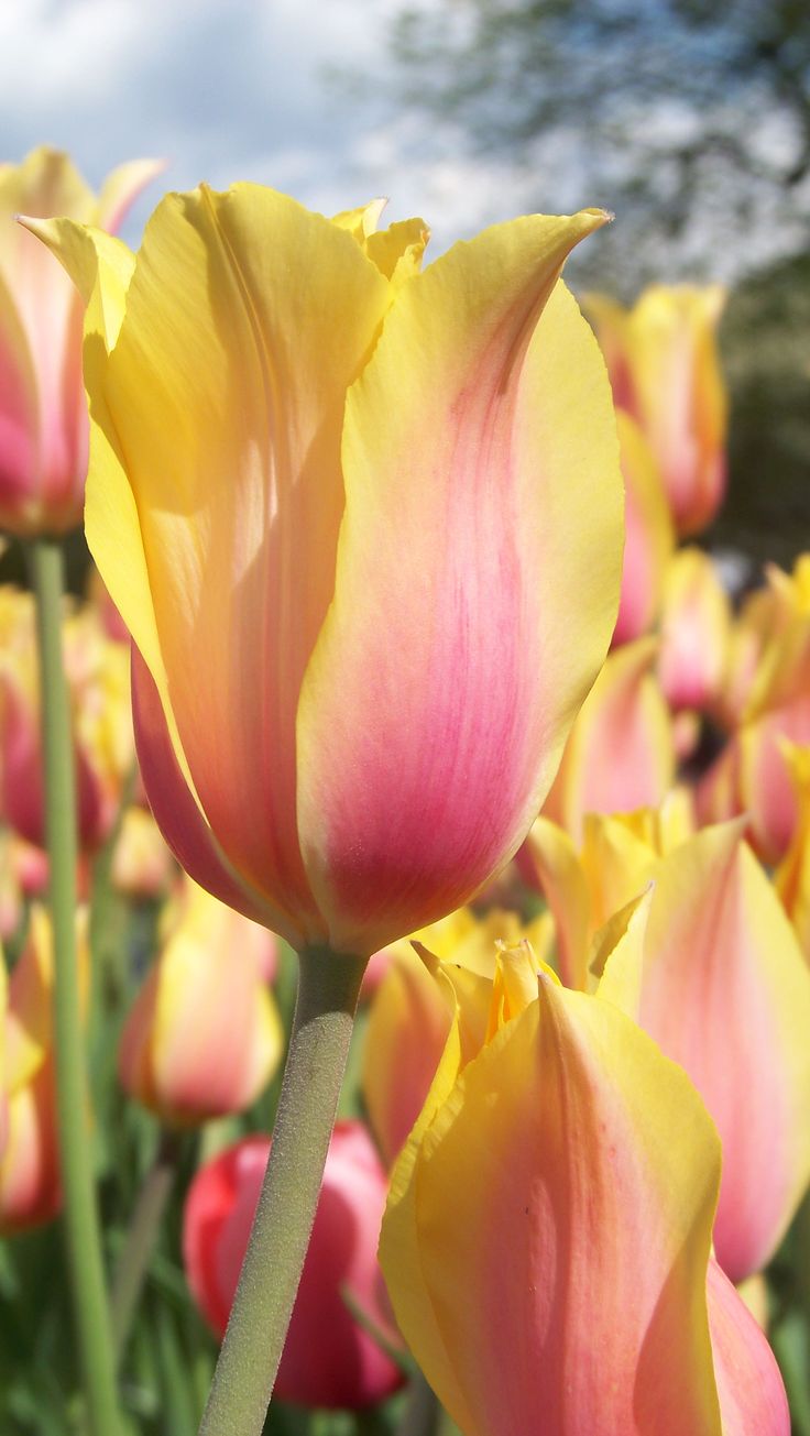 Yellow Pink Tulip Flower Seeds for Planting – Heirloom, Non-GMO, High Germination Organic Garden Seeds