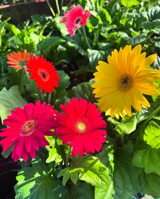 Gerbera Flower Seeds for Planting – Heirloom, Non-GMO, High Germination Organic Garden Seeds