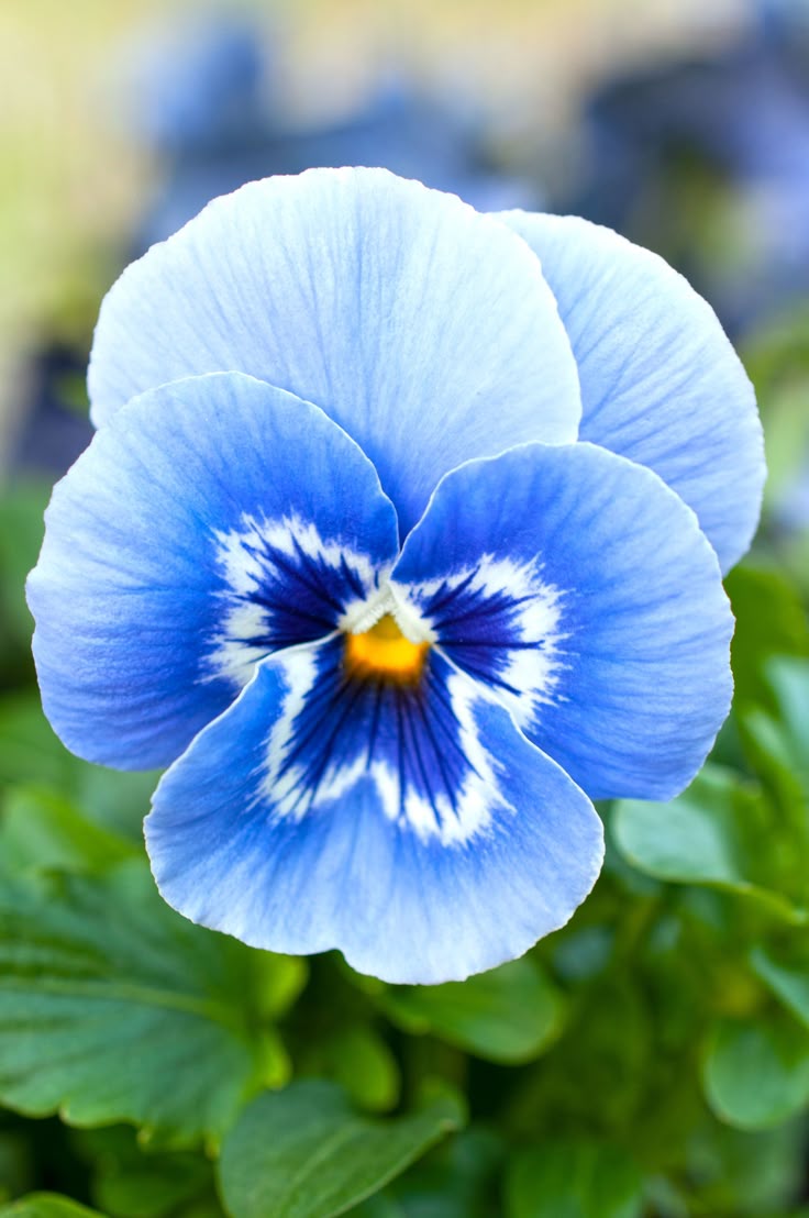 Blue White Pansy Flower Seeds for Planting – Heirloom, Non-GMO, High Germination Organic Garden Seeds