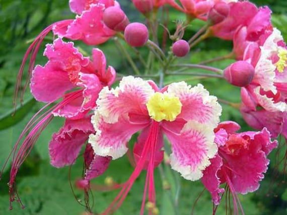 Pink Caesalpinia Flower Seeds for Planting - Heirloom, Non-GMO, Pollinator-Friendly Organic Garden Seeds