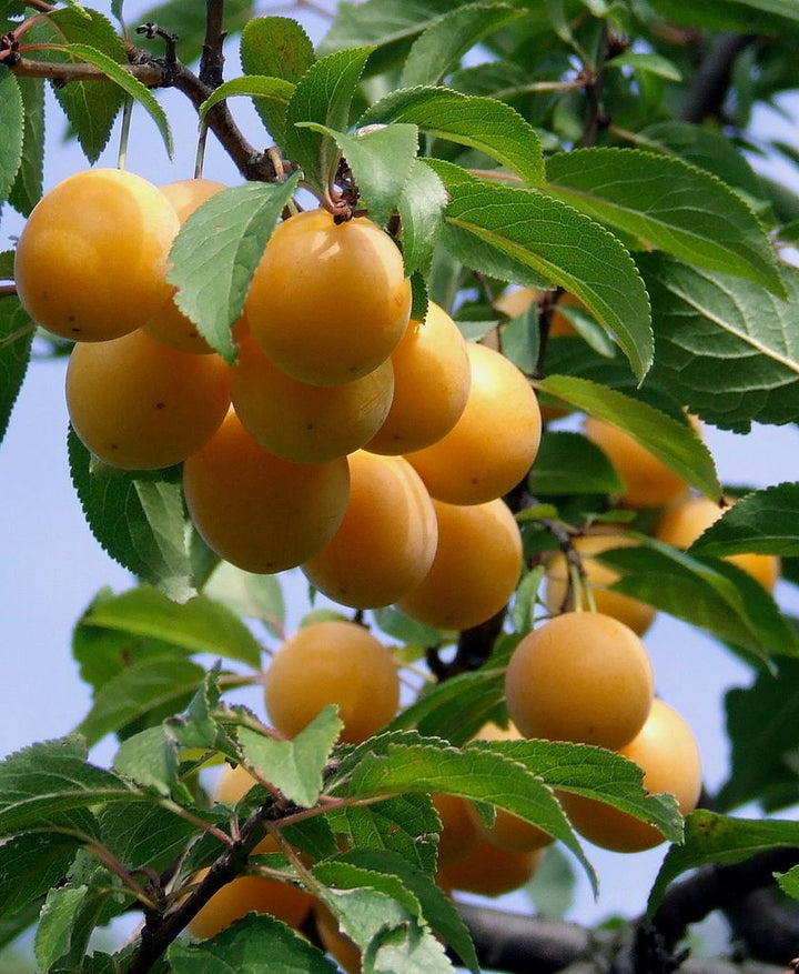 Mirabelle Plum Fruit Seeds for Planting – Heirloom, Non-GMO Seeds for Juicy Homegrown Harvest