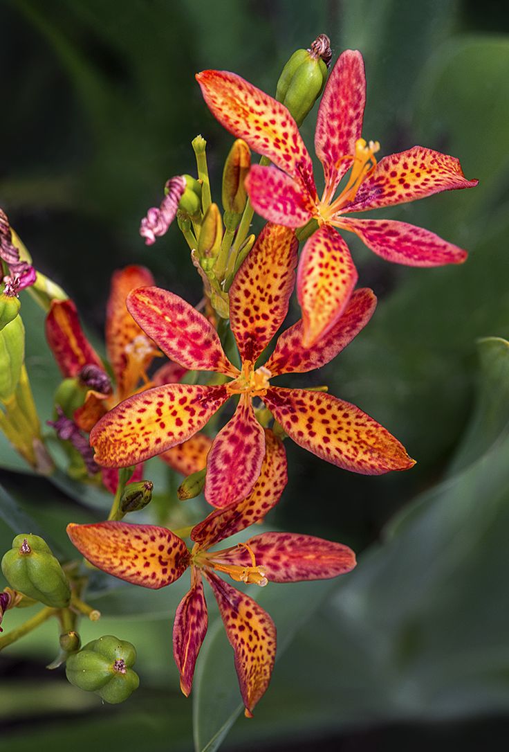 Red Leopard Flower Seeds for Planting – Heirloom Non-GMO, High Germination Organic Garden Seeds