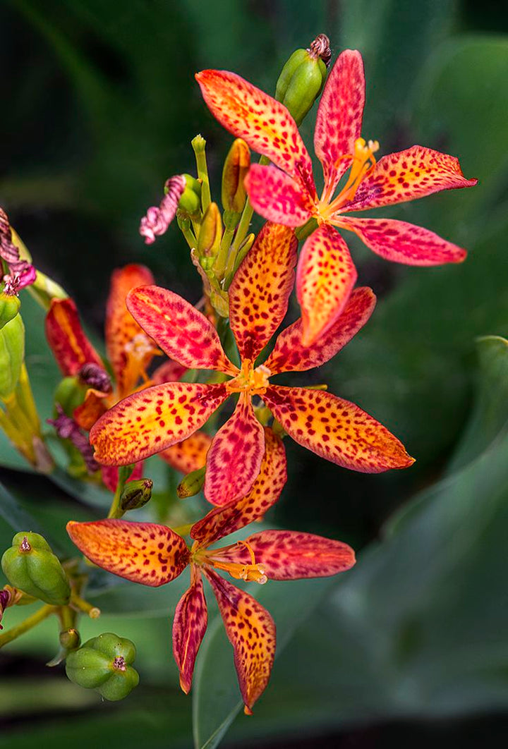 Red Leopard Flower Seeds for Planting – Heirloom Non-GMO, High Germination Organic Garden Seeds