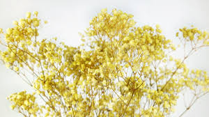 Light Yellow Gypsophila Flower Seeds for Planting - Vibrant Colors, Heirloom, Non-GMO & High Germination Garden Seeds, 100pcs
