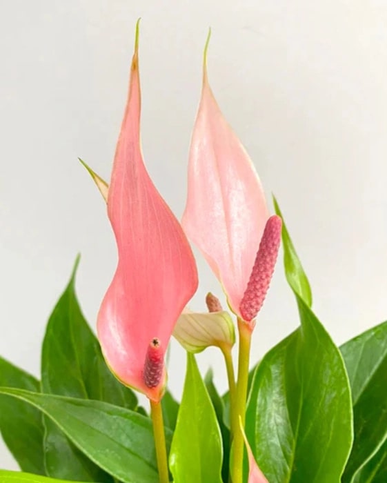 Pale Pink Anthurium Flower Seeds for Planting - Long Bloom Season, Heirloom & GMO Free Seeds for Home Garden