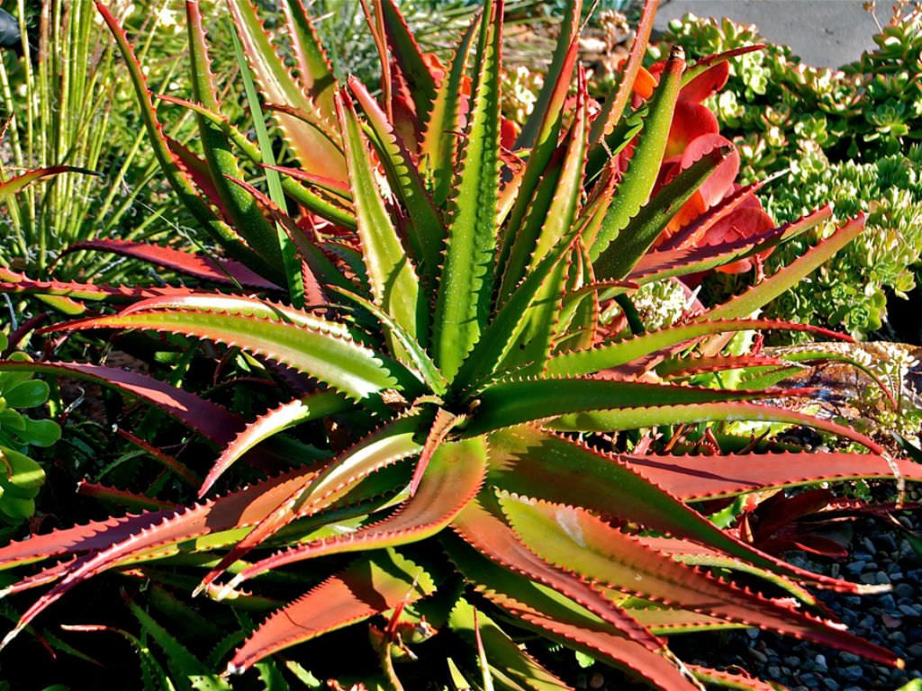 Rare Red Aloe Vera Herb Seeds for Planting – Heirloom, Non-GMO, Organic Garden Seeds with High Germination