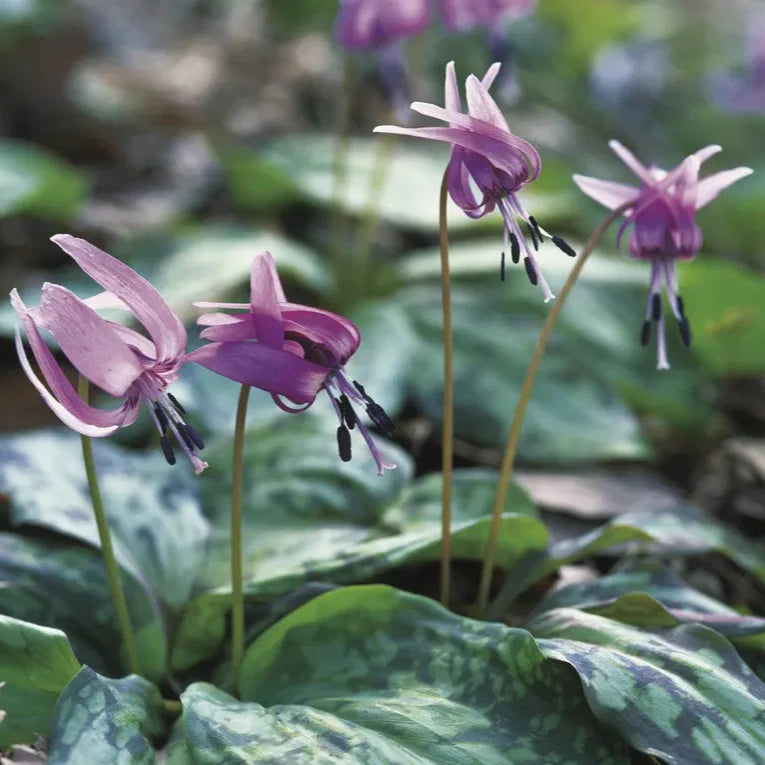 Flower Seeds, Seeds,Seeds For Planting,Plant Seeds