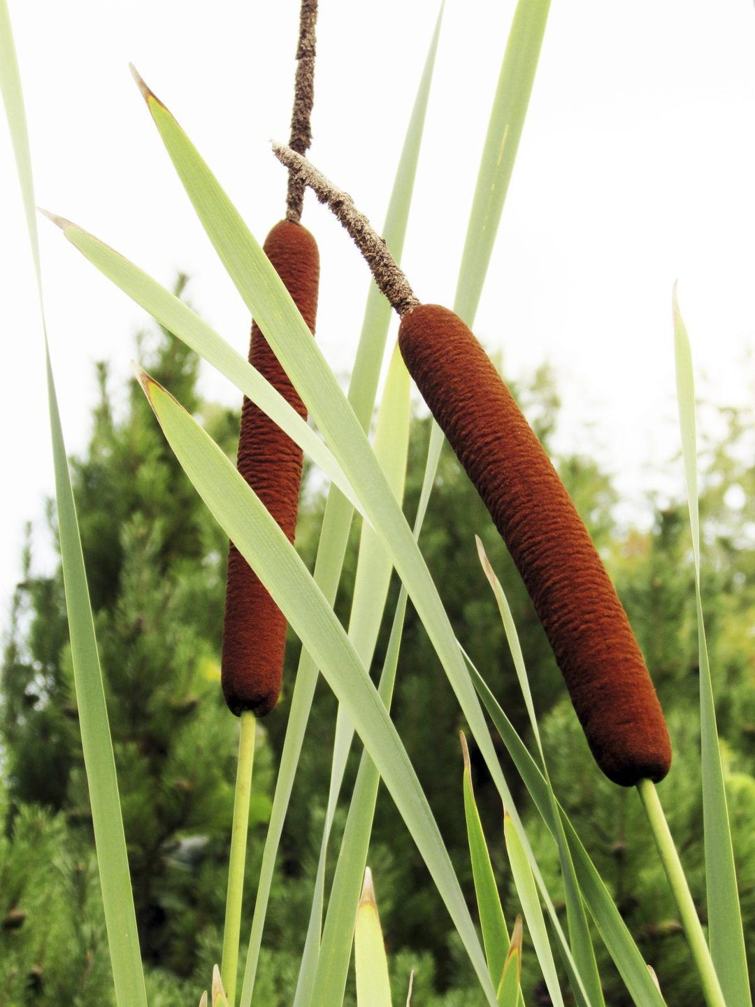 Green Cattail Flower Seeds for Planting – Heirloom & Non-GMO Garden Seeds