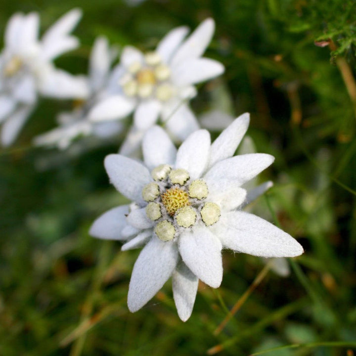 Edelweiss Flower Seeds for Planting - Hardy Heirloom, Non-GMO, High Germination Organic Garden Seeds