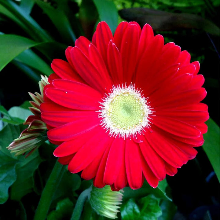 Gerbera Flower Seeds for Planting Red – Premium Quality, Heirloom, Non-GMO, High Germination Organic Garden Seeds