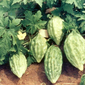Vegetable Seeds,Garden seeds, Seeds For Planting,Plant Seeds