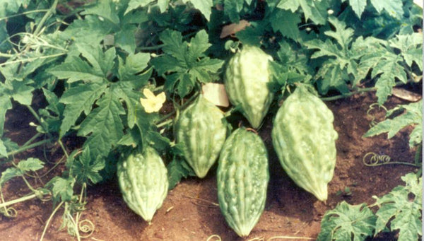 Vegetable Seeds,Garden seeds, Seeds For Planting,Plant Seeds