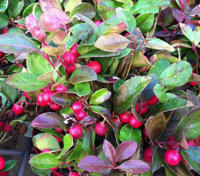 Pink Gaultheria Fruit Seeds for Planting – Heirloom Non-GMO Aromatic High Germination Organic Garden Berry Seeds