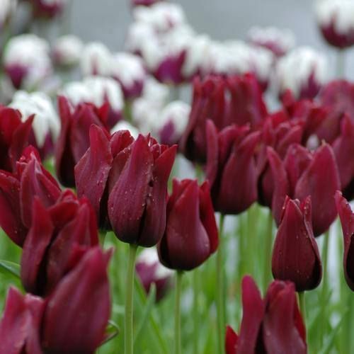 Maroon Tulip Flower Seeds for Planting – Heirloom, Non-GMO, High Germination Organic Garden Seeds