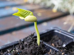 Black & White Troot Bean Seeds for Planting – Heirloom & Non-GMO Striking and Unique Harvest Variety