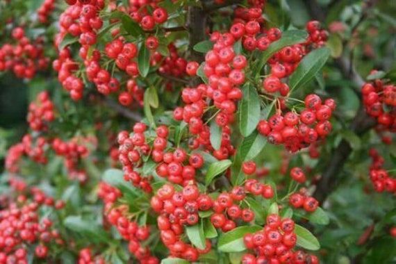 Pyracantha berry fruit seeds for planting - Heirloom & Non-GMO hardy garden shrub seeds