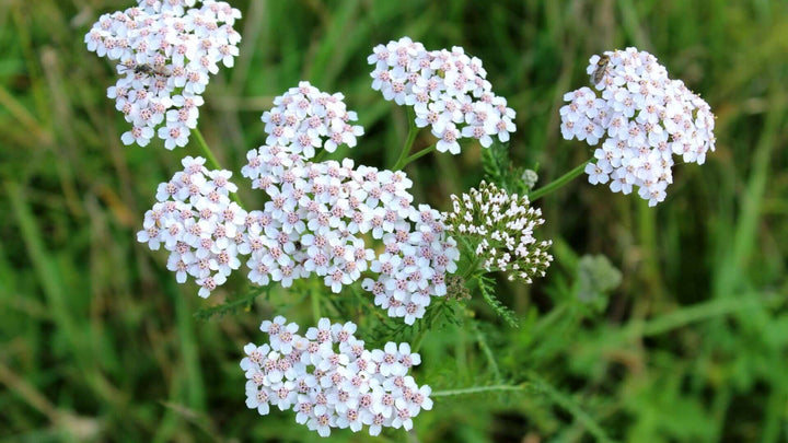White Yarrow Flower Seeds for Planting – Hardy Heirloom Non-GMO, High Germination Organic Garden Seeds
