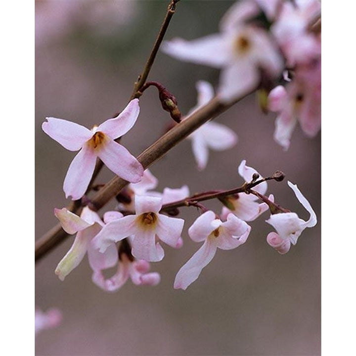 Flower Seeds, Seeds,Seeds For Planting,Plant Seeds
