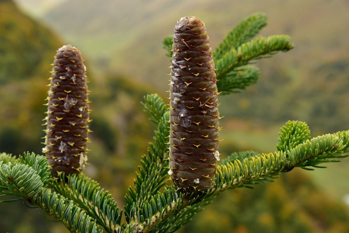 Green Abies Alba Plant Seeds for Planting – Heirloom & Non-GMO Garden Seeds