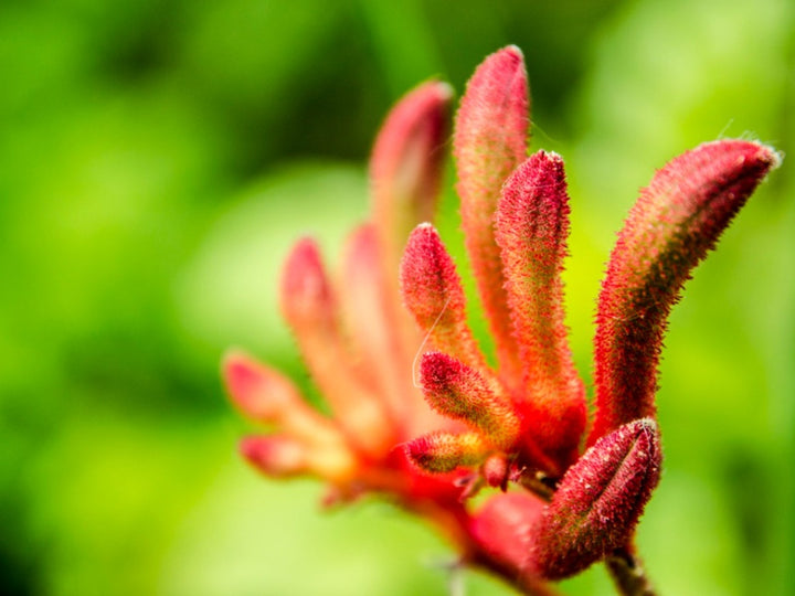 Kangaroo Paw Flower Seeds for Planting – Heirloom, Non-GMO, Long Bloom, High Germination