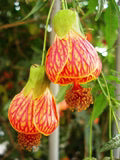Red Abutilon Striatum Flower Seeds for Planting – Heirloom, Non-GMO, High Germination Organic Garden Seeds
