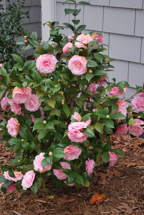 Pink Camellia Flower Seeds for Planting – Premium Quality Heirloom Non-GMO Seeds for Home Garden