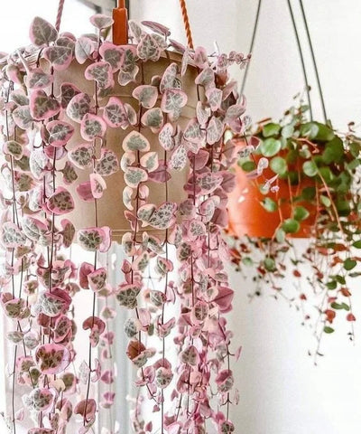 Flower Seeds, Seeds,Seeds For Planting,Plant Seeds