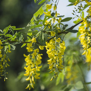 Flower Seeds, Seeds,Seeds For Planting,Plant Seeds