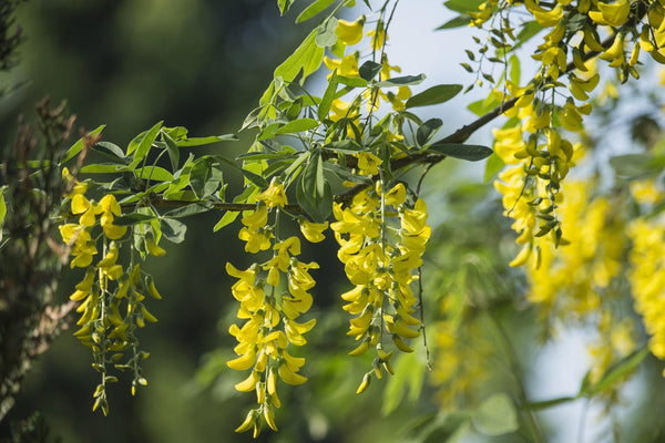 Flower Seeds, Seeds,Seeds For Planting,Plant Seeds
