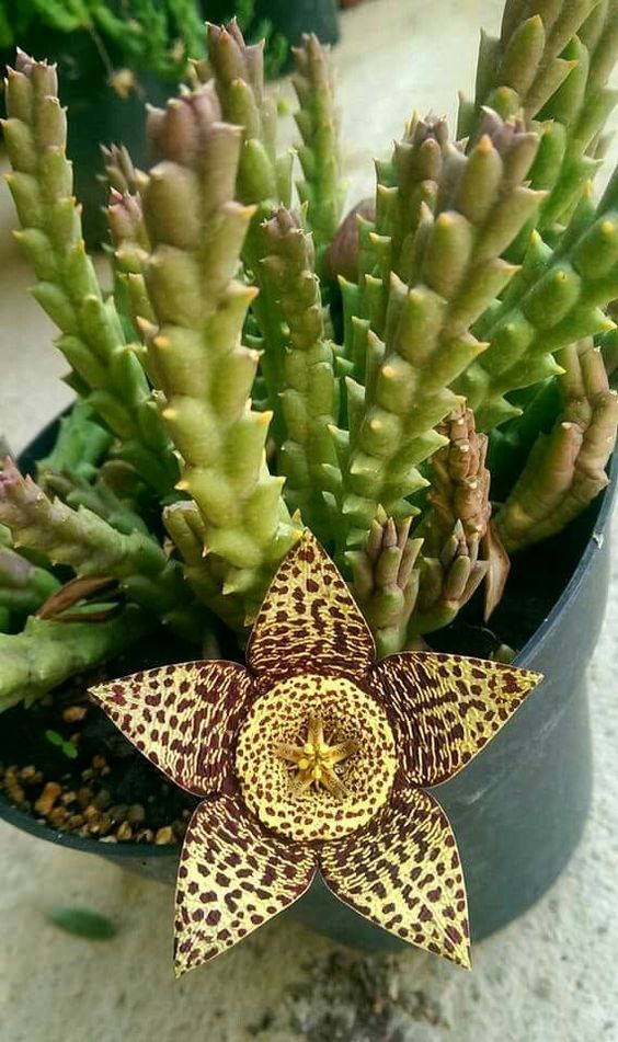 Stapelia Pulchella Flower Seeds for Planting – Heirloom Non-GMO Seeds for Home Garden