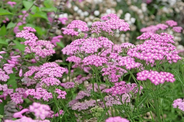 Light Pink Cerasus Perennial Flower Seeds for Planting – Heirloom, Non-GMO, Fragrant, High Germination