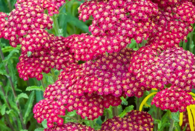 Yarrow Flower Seeds for Planting – Heirloom Non-GMO Wildflower Mix Garden Seeds