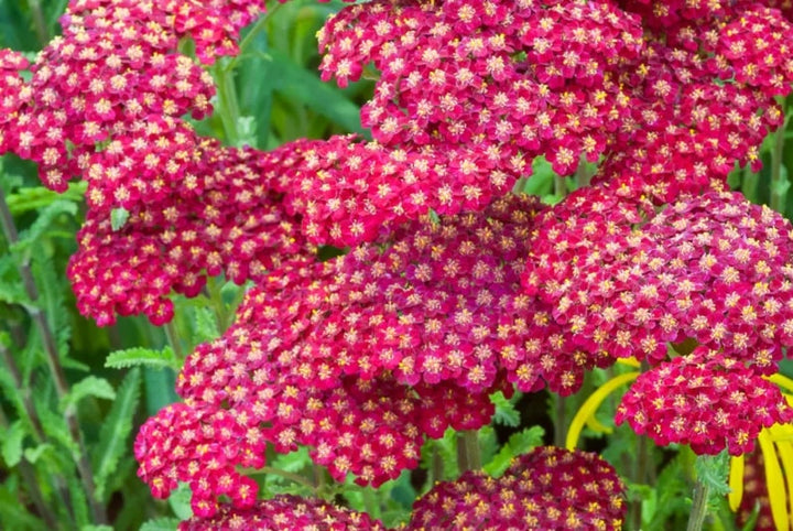 Yarrow Flower Seeds for Planting – Heirloom Non-GMO Wildflower Mix Garden Seeds