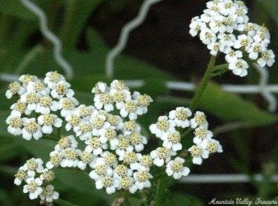 White Yarrow Flower Seeds for Planting – Hardy Heirloom Non-GMO, High Germination Organic Garden Seeds