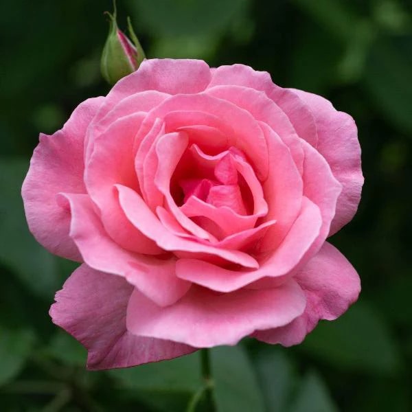 Rose Queen Elizabeth Flower Seeds for Planting – Heirloom, Non-GMO, Vibrant Colors, High Germination