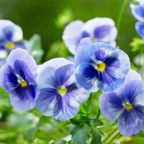 Pansy Flower Seeds for Planting Blue Mix – Pollinator Friendly, Heirloom, Non-GMO, High Germination Organic Seeds