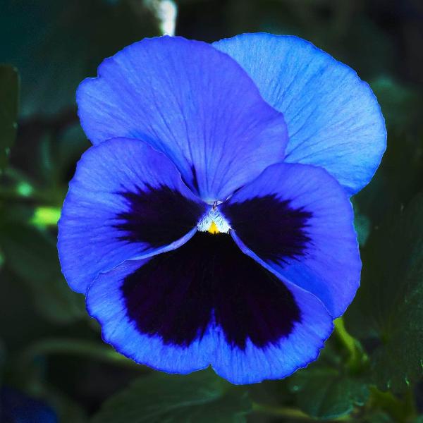 Dark Blue Pansy Flower Seeds for Planting - Heirloom, Non-GMO, High Germination Organic Garden Seeds