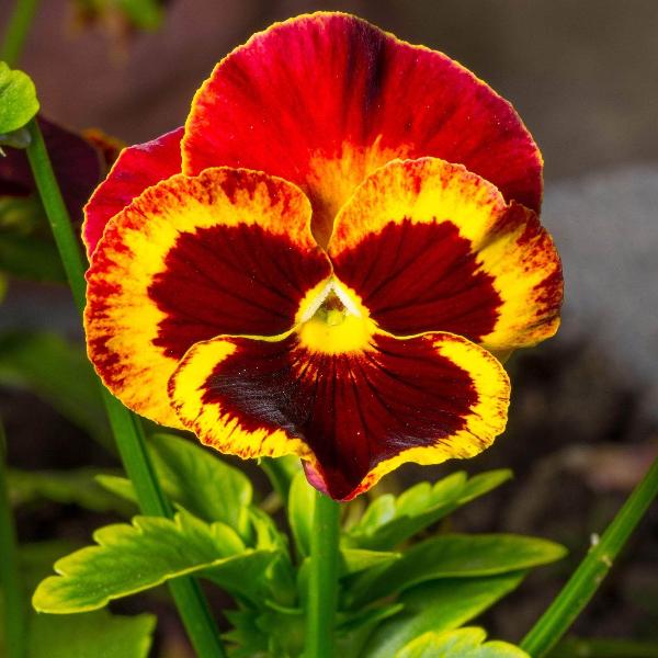 Red Yellow Pansy Flower Seeds for Planting - Easy to Grow, Heirloom & GMO Free Seeds for Home Garden | Non-GMO High Germination Organic Garden Seeds