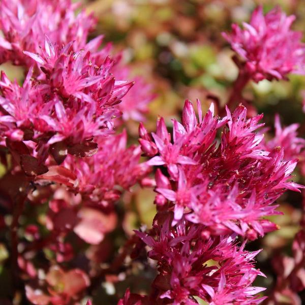 Pink Sedum Voodoo Flower Seeds for Planting – Heirloom Non-GMO, High Germination Organic Garden Seeds