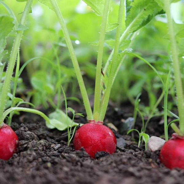 Cherry Belle Radish Seeds for Planting – Heirloom, Non-GMO, Fast-Growing Root Vegetable – High Germination