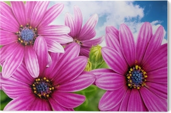 Pink Blue Gazania Flower Seeds for Planting – Heirloom, Non-GMO, High Germination Organic Garden Seeds