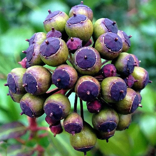 Ivy plant seeds for planting - Heirloom & Non-GMO Garden seeds, lush climber for shade and walls