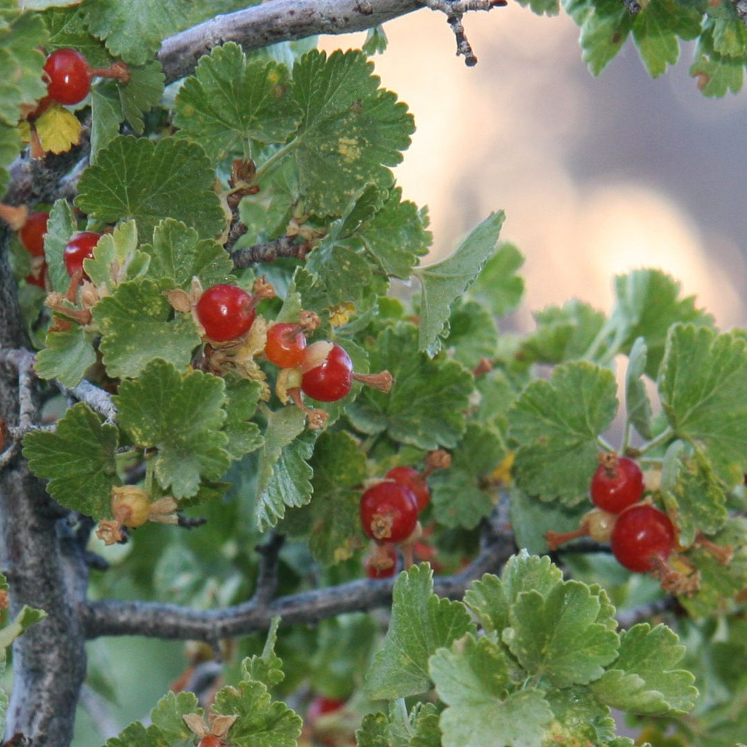 Cereum Edible Berry flower seeds for planting - Heirloom & Non-GMO Garden seeds, aromatic and healthy fruits