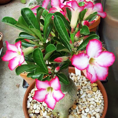 Pink Adenium Obesum Flower Seeds for Planting – Sun Loving, Heirloom, Non-GMO Home Garden