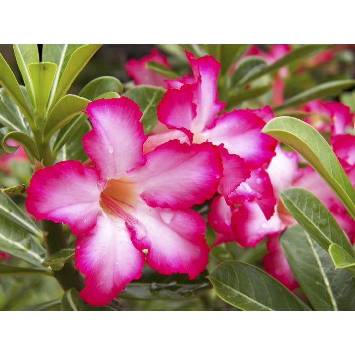 Flower Seeds, Seeds,Seeds For Planting,Plant Seeds